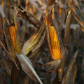 Cornstalk Pair