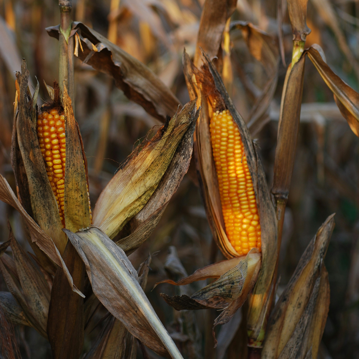 Cornstalk Pair