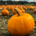 Extra Pumpkin Bundle
