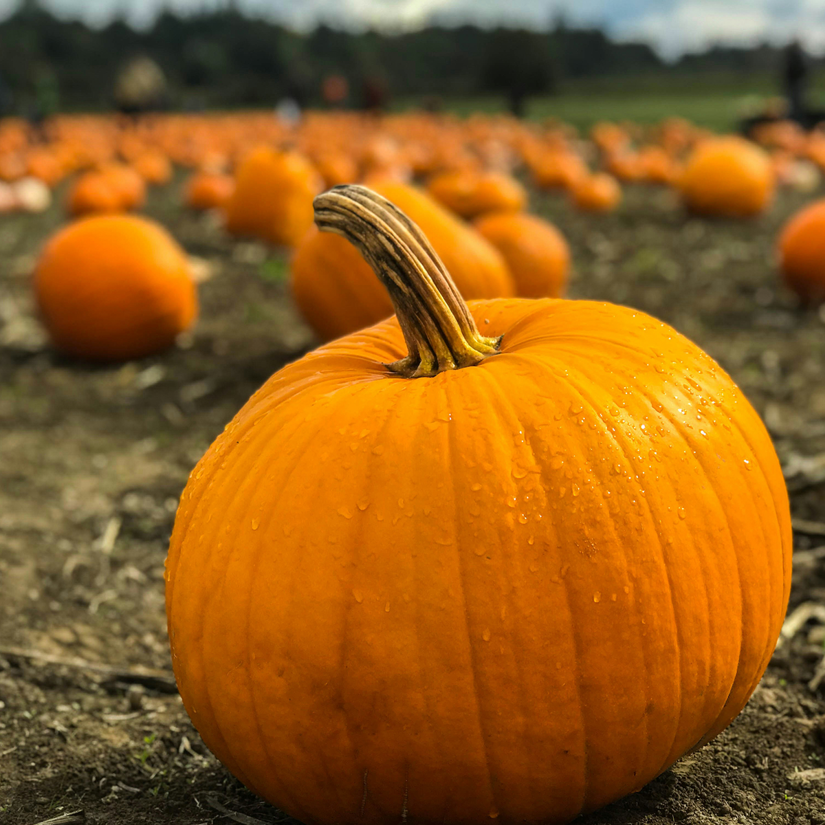 Extra Pumpkin Bundle