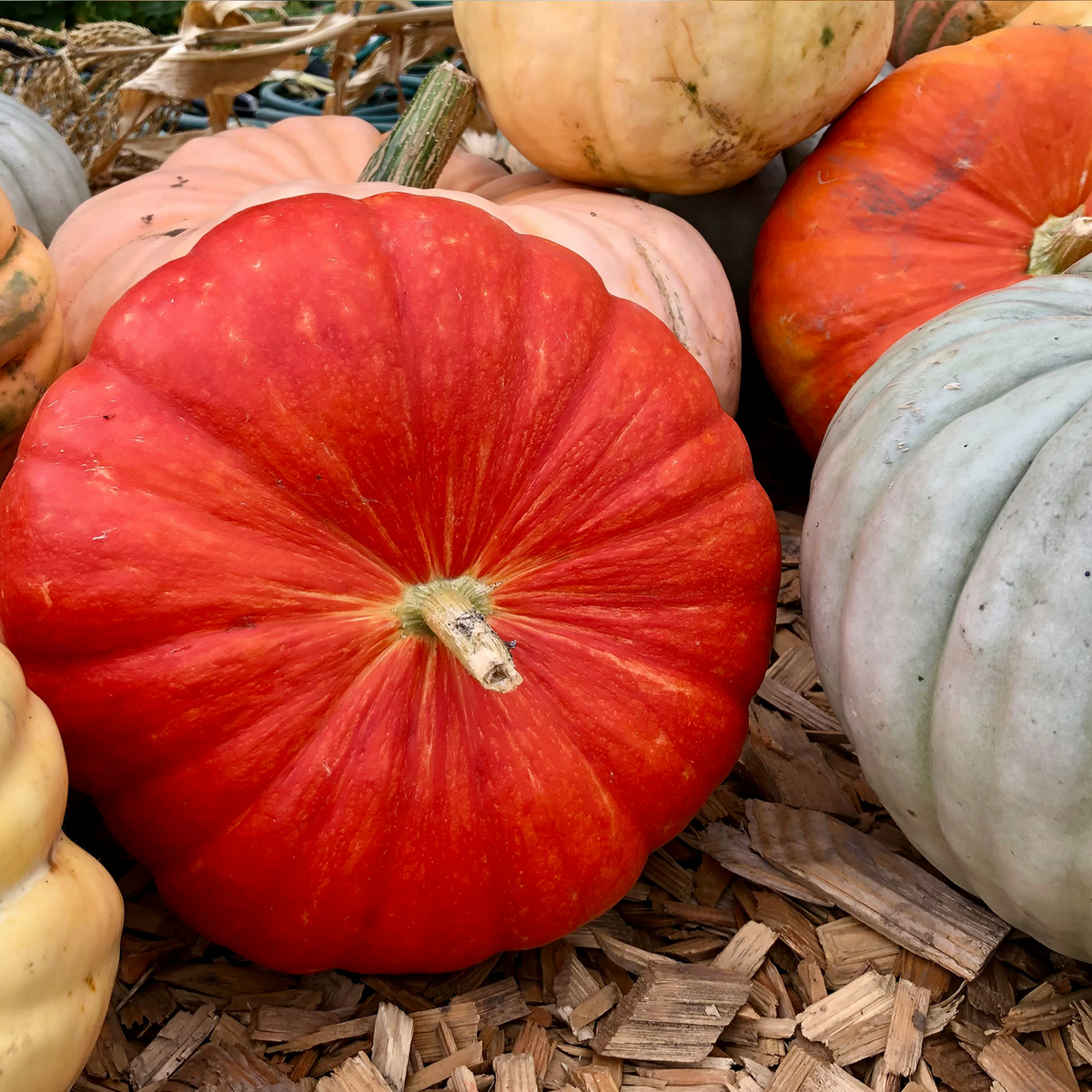 Heirloom Statement Pumpkin
