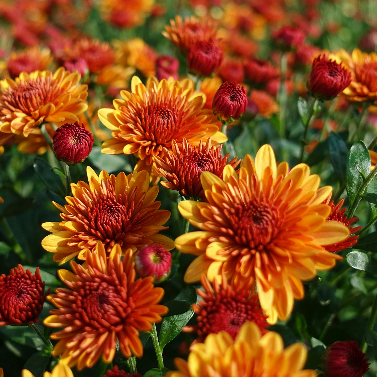 Decorative Mum